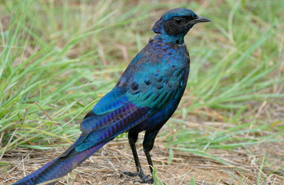 Image of Burchell's Glossy-Starling