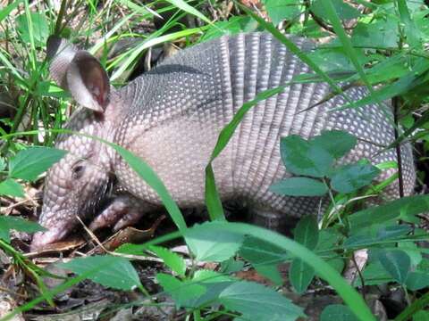 Image of Nine-banded or Greater Long-nosed Armadillo