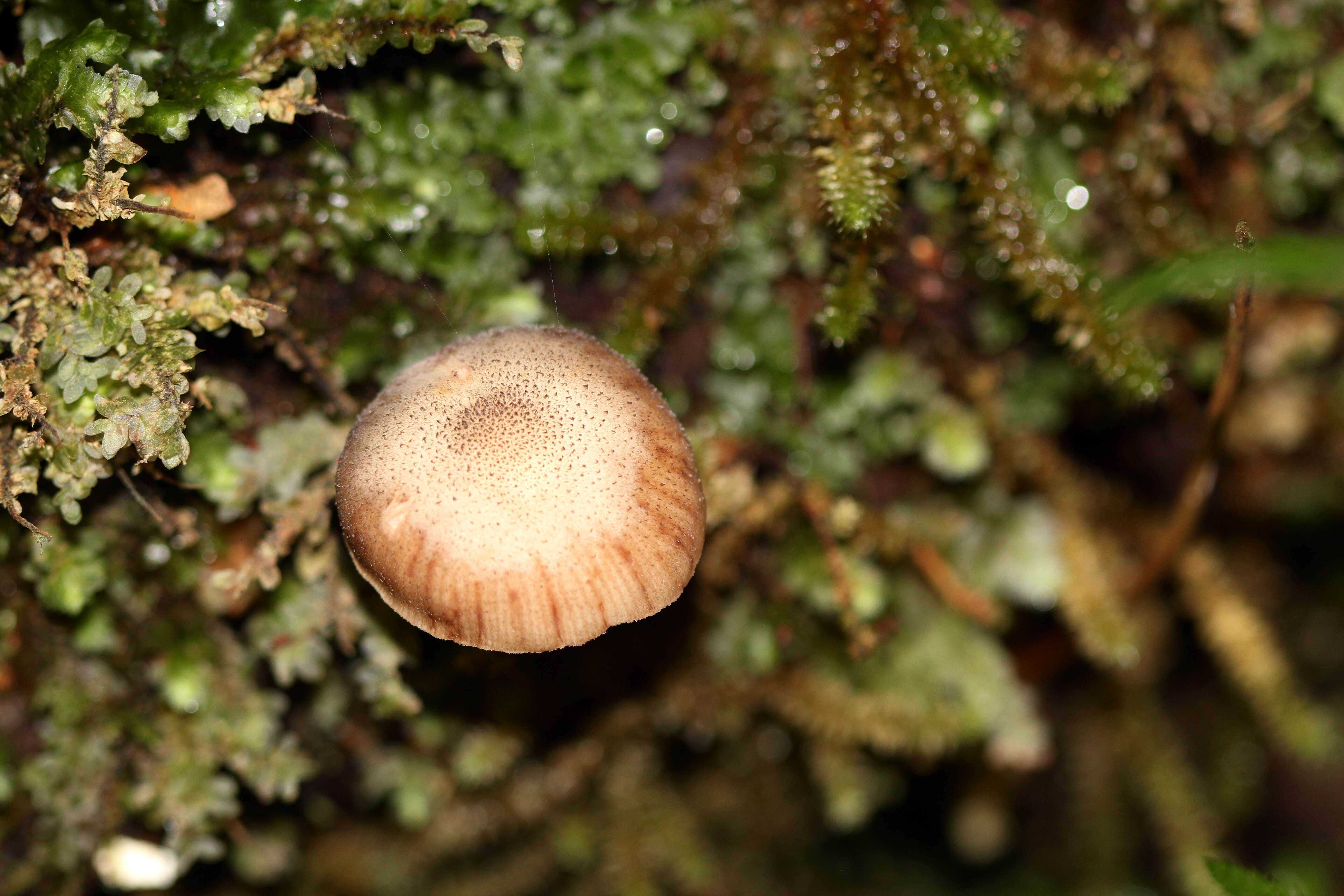 Image of Galerina