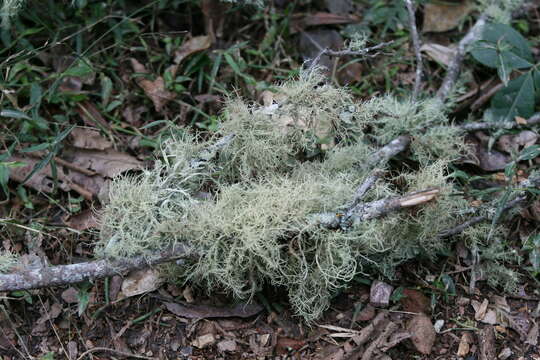 Image of Usnea baileyi