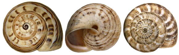 Image of Mediterranean Coastal Snail