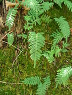 Image of polypody