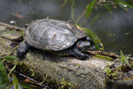 Image of Trachemys Agassiz 1857