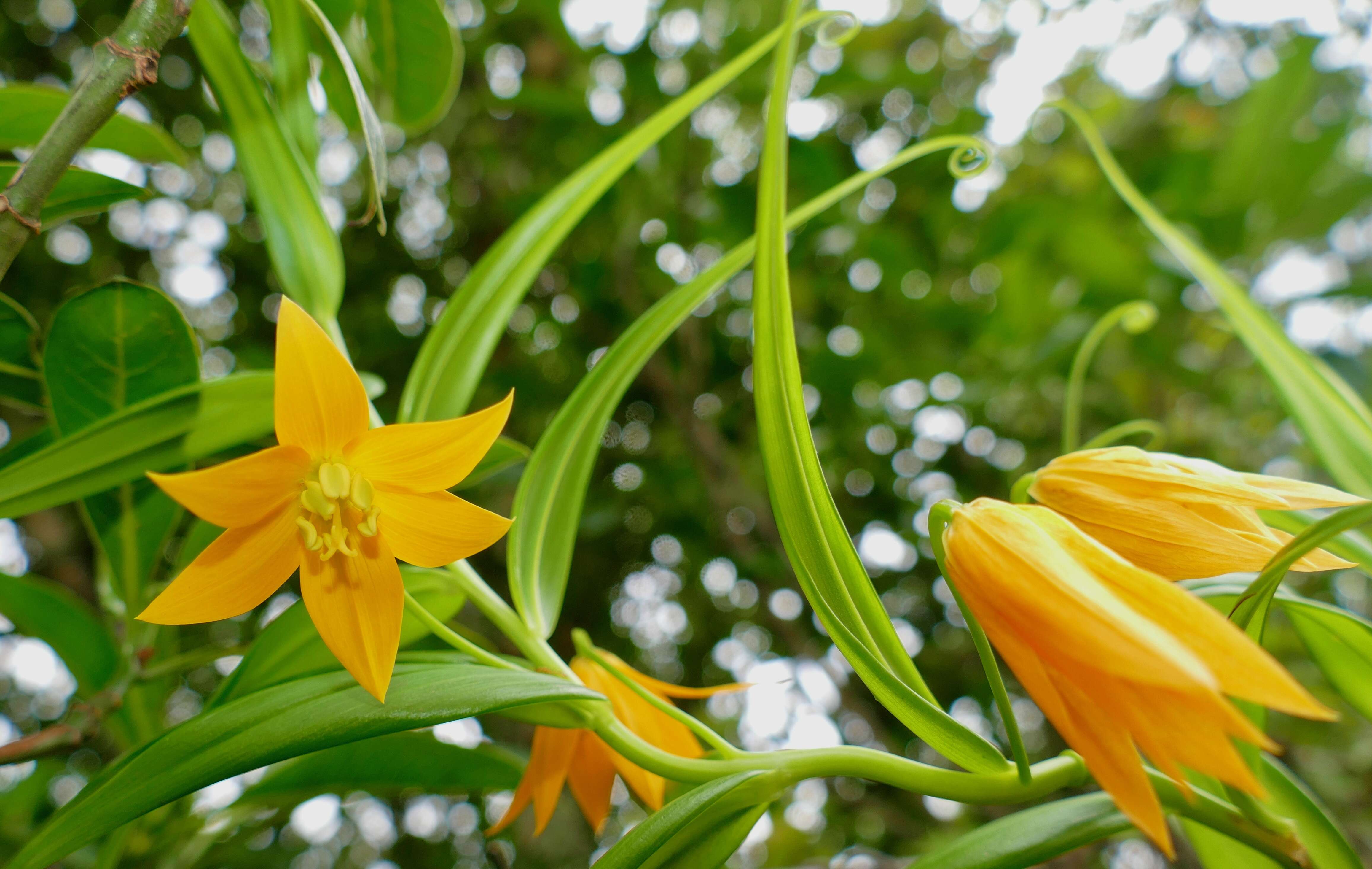 صورة Gloriosa modesta (Hook.) J. C. Manning & Vinn.