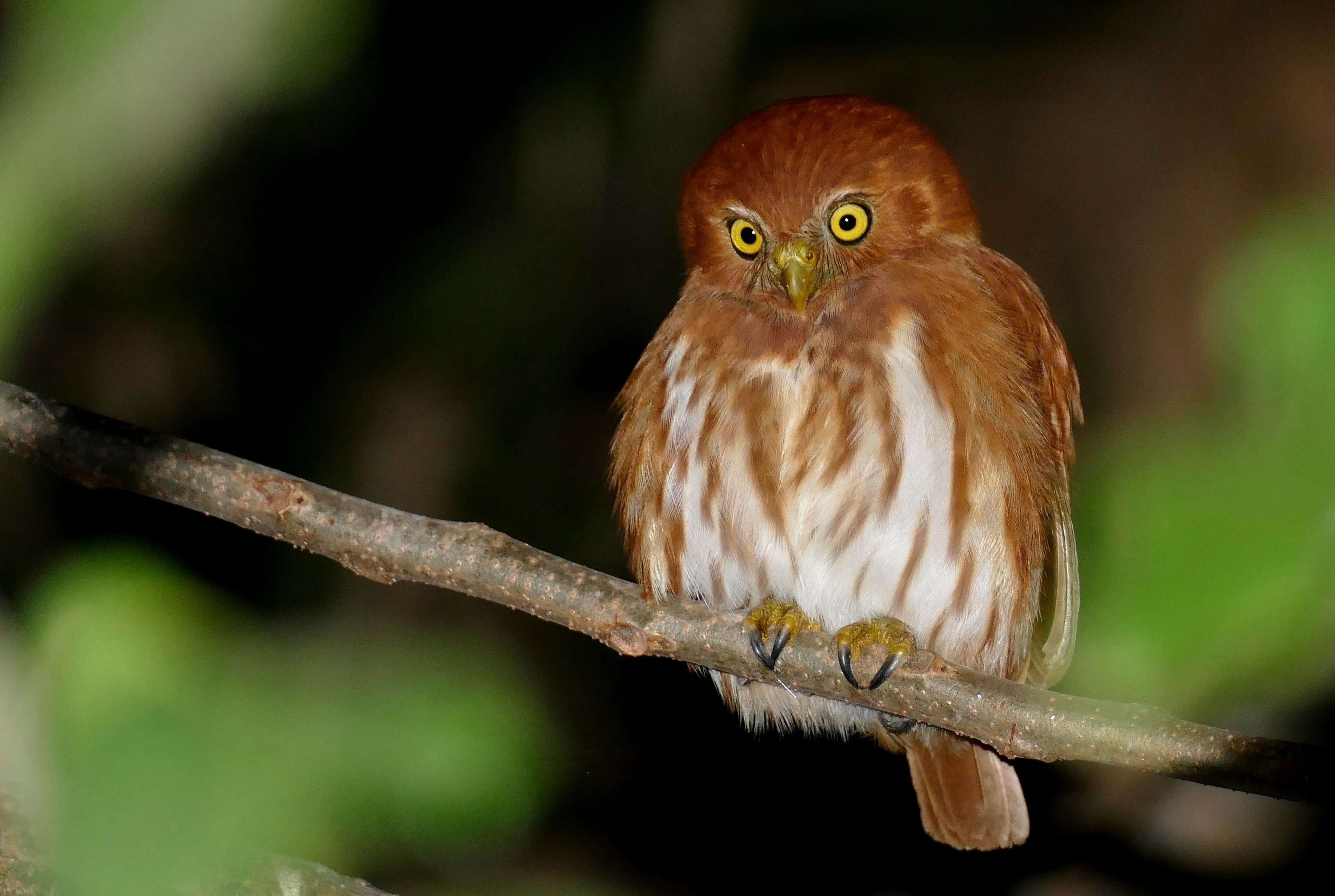 Image of Ferruginous Pygmy Owl