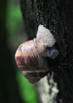 Image of Burgundy snail