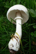 Image of Leucoagaricus leucothites (Vittad.) Wasser 1977