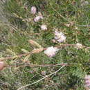 Imagem de Mimosa dysocarpa A. Gray