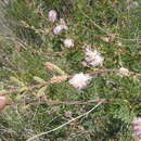 Image of velvetpod mimosa