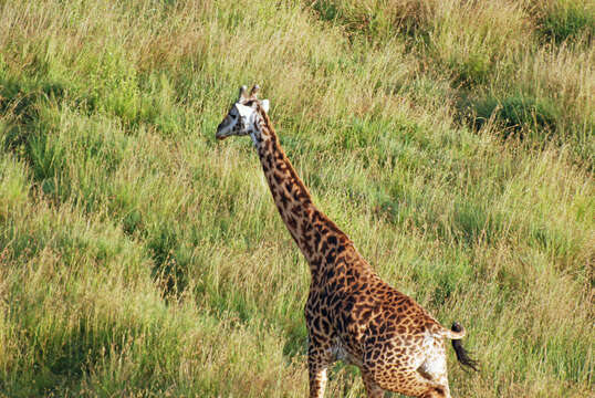 Image of Giraffe