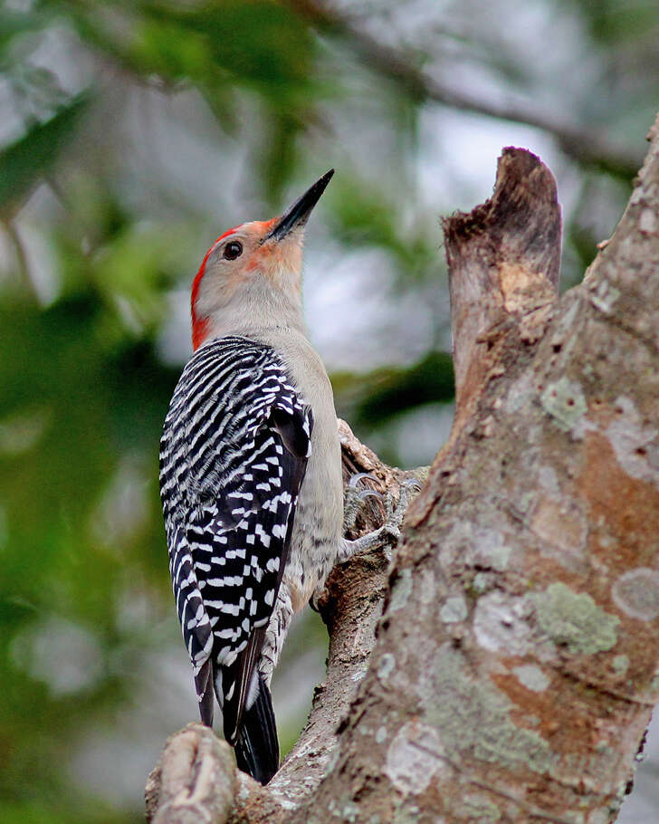 Image of Melanerpes Swainson 1832