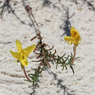 Oenothera hartwegii subsp. hartwegii的圖片