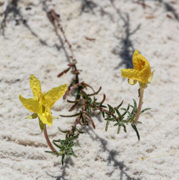 Image of Oenothera hartwegii Benth.