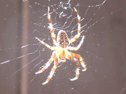 Image of Garden spider