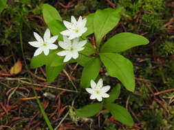 صورة Lysimachia europaea (L.) U. Manns & Anderb.