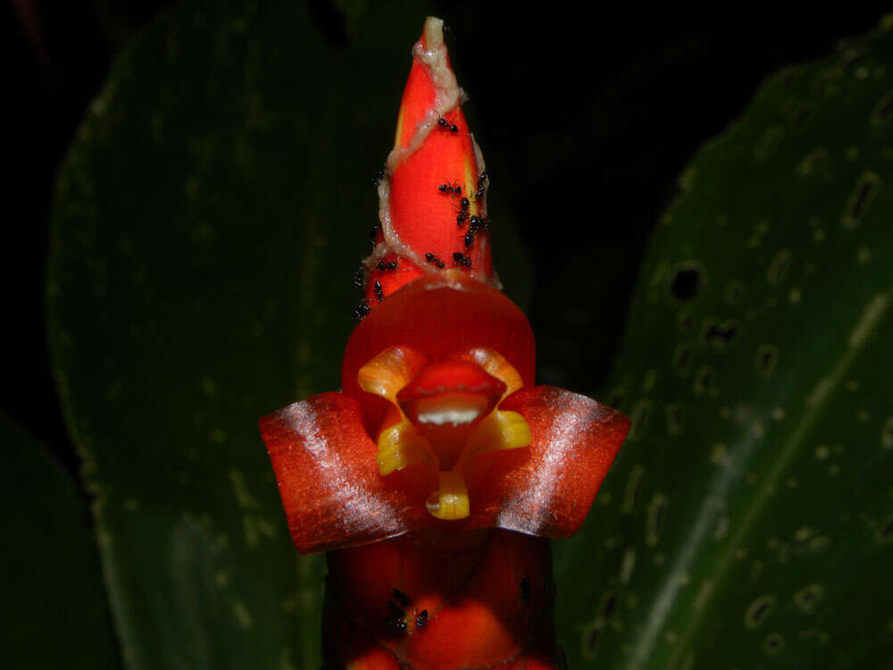 Image of spiral ginger