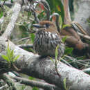 Image of Lanceolated Monklet