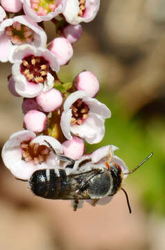 Image of Megachile aurifrons Smith 1853