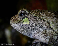 Image of Gray Treefrog