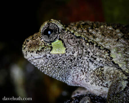 Image of Gray Treefrog