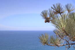 Image de Pinus torreyana Parry ex Carrière