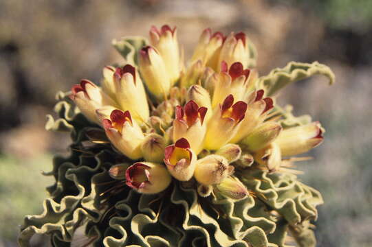 Image of Pachypodium namaquanum (Wyley ex Harv.) Welw.