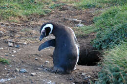 Image of Magellanic Penguin