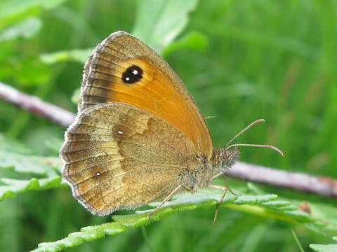 Image of hedge brown