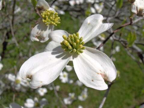 Image of flowering dogwood