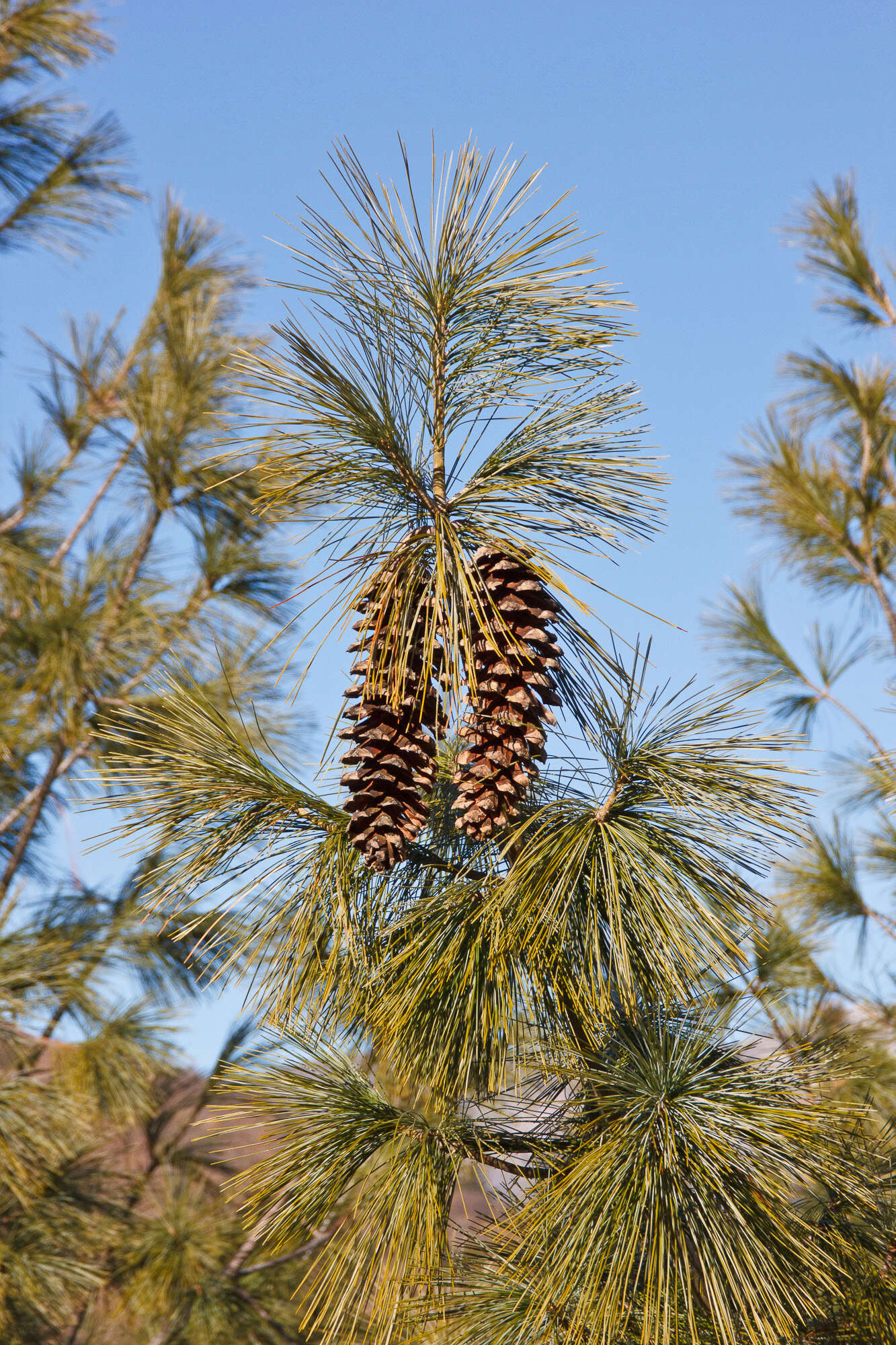 Image of Pine