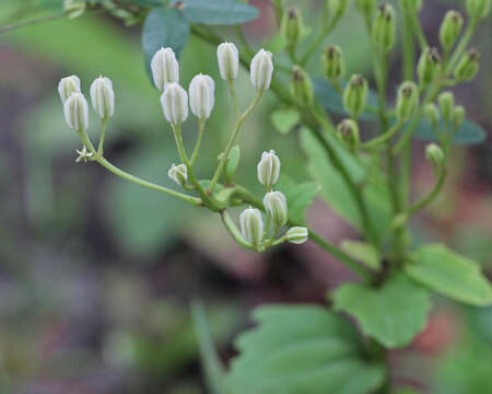 Image of Florida Indian plantain