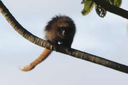 Image of Black-fronted Titi Monkey