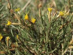 Image of Parry's rabbitbrush