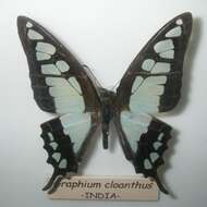 Image of Graphium