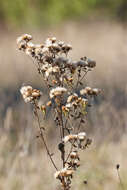 Image of <i>Inula conyza</i> (Griess.) DC.