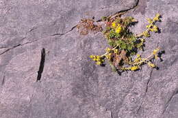 Image of Yellow (Mountain) Saxifrage