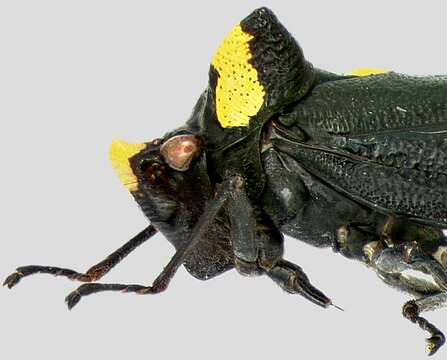 Image of Zyzzogeton quadrimaculata Nielson & Godoy 1995