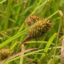 Sivun Carex squarrosa L. kuva