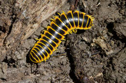 Image of Flat-backed Millipedes