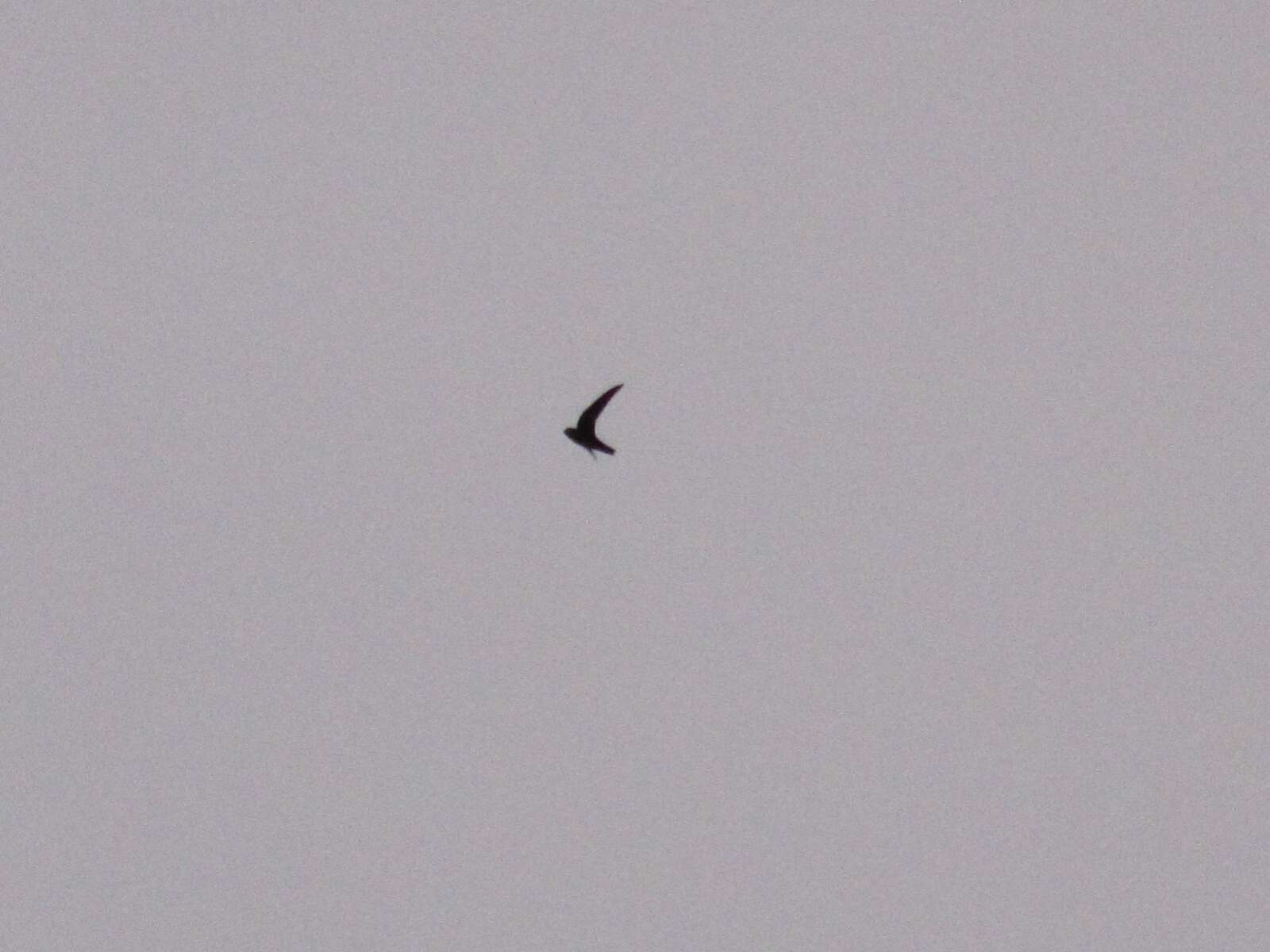 Image of American Black Swift