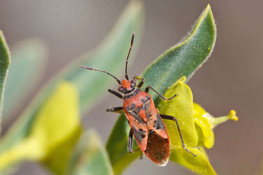 Image of black & red squash bug