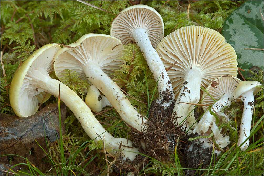 Image of Hygrophorus lucorum Kalchbr. 1874