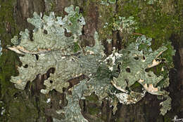 Image of lung lichen