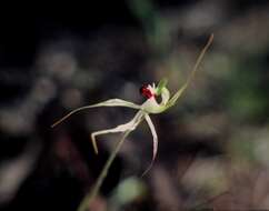Image of Caladenia macroclavia D. L. Jones
