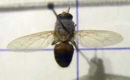 Image of Tsetse fly