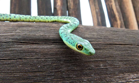 Image of Spotted Bush Snake