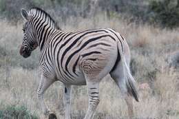 Image of zebra