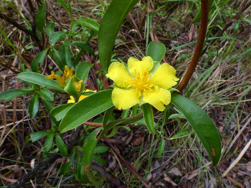 Image of Hibbertia scandens (Willd.) Gilg