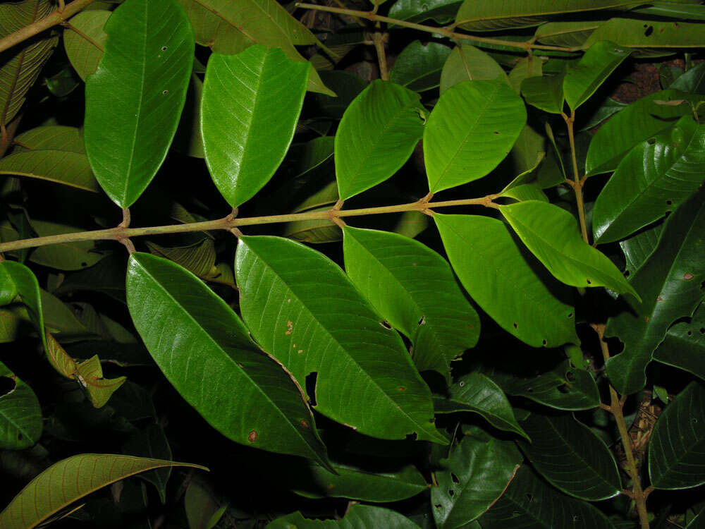 Image of Vochysiaceae
