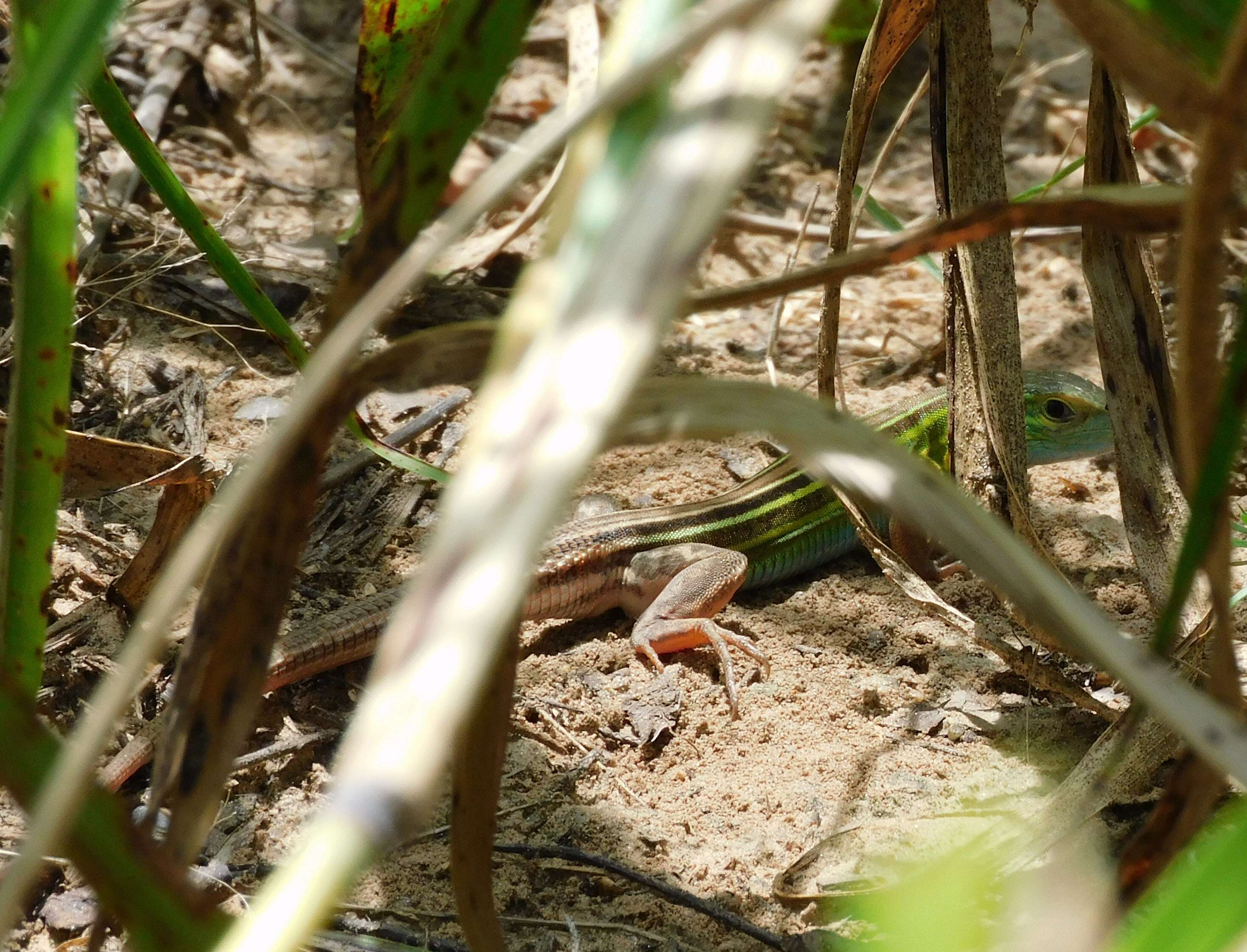 Image of Six-lined Racerunner